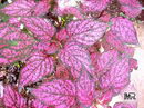 هیپوستس,گل سنگ,Splash Select Series,Pink Polka Dot Plant

